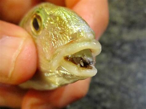 Parazit Cymothoa exigua