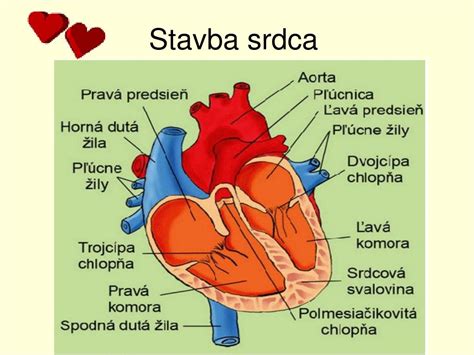 Ilustrácia ľudského srdca s vyznačením krvného tlaku