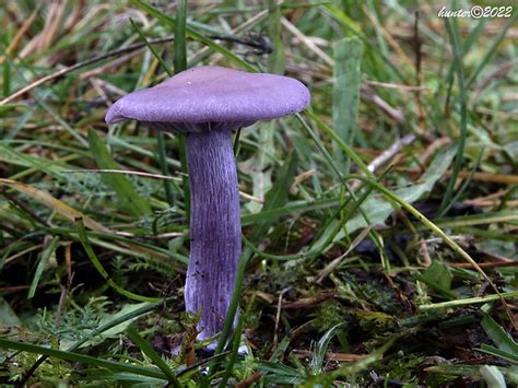 Ilustrácia huby pôvabnica fialová