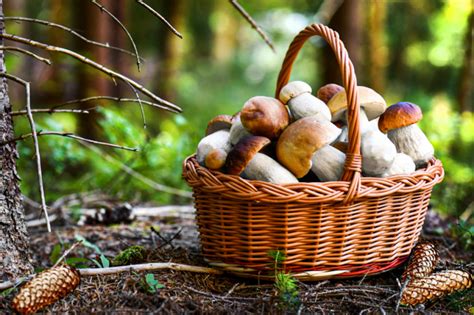 Obrázok hubárskeho košíka plného húb