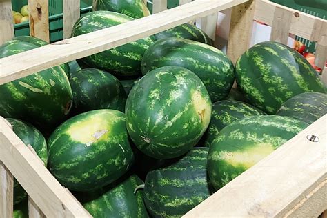 Štvorcové melóny pestované v Japonsku