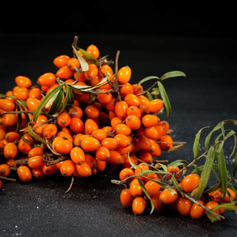 Ker rakytníka s plodmi