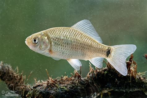 farebný karas obyčajný