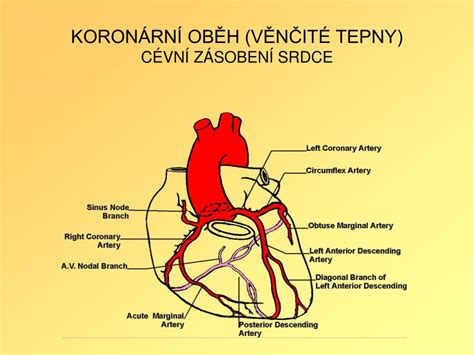 Srdce a tepny