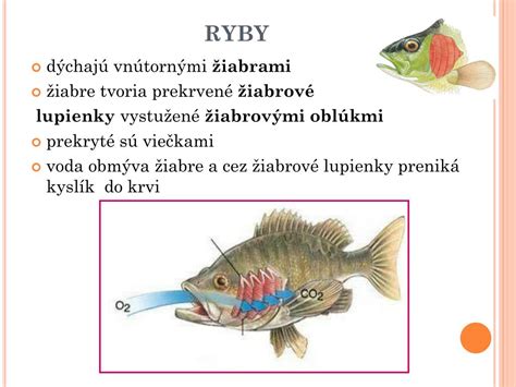Ilustrácia rýb s čiernymi žiabrami