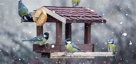 Rôzne typy domácich kŕmidiel pre vtáky