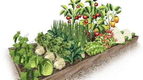 schéma pestovateľských tratí zeleniny