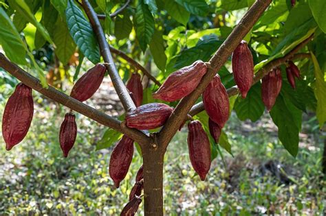 Kakaovník a kakaové bôby