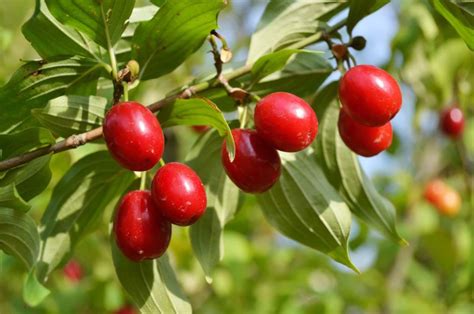 Drieň obyčajný s plodmi