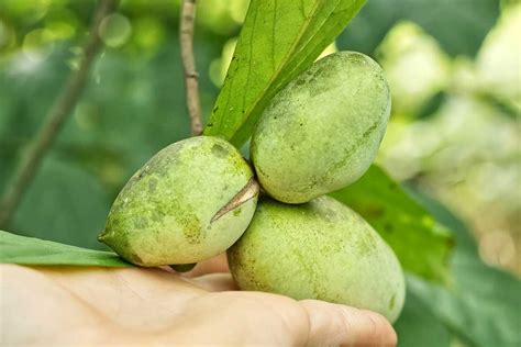 Plody Ázminy trojlaločnej (Paw Paw)