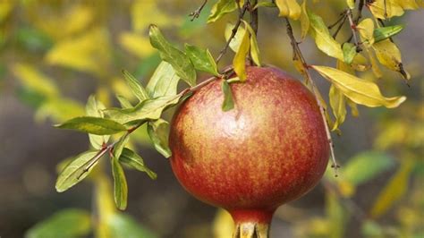 Plody granátovníka púnskeho