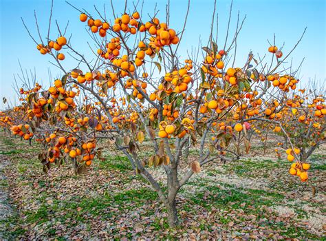 Strom Hurmikaki s plodmi