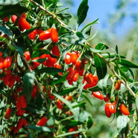 Plody kustovnice čínskej (Goji)