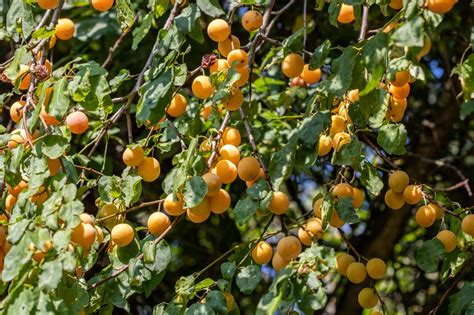 Rozmanité plody Myrobalánu a Mirabelky