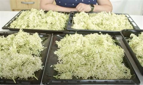 Cedenie bazového sirupu