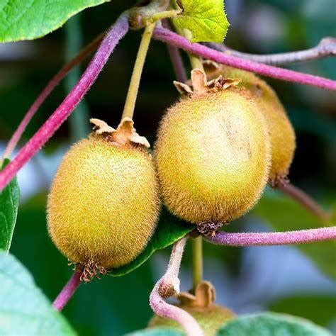 rastlina kiwi s plodmi