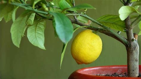 citrusové stromy v nádobách