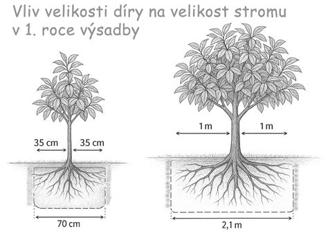 Schéma výsadby stromu