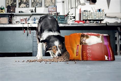 Ilustrácia porovnania suchého a mokrého krmiva pre psov