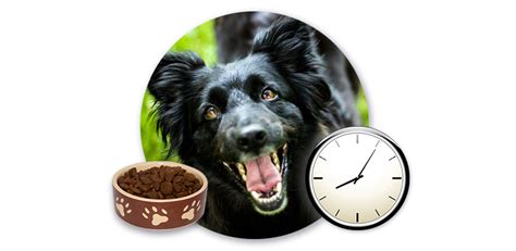 Ilustrácia spokojného psa s miskou granúl