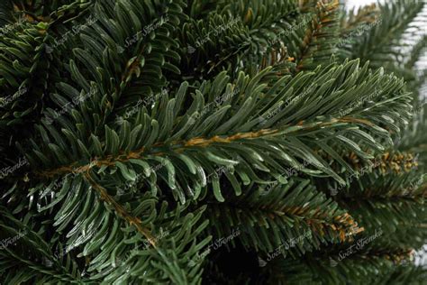 Detail ihlíc jedle kaukazskej