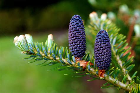 Šiška jedle kaukazskej