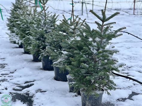 Štvorročné sadenice jedle kaukazskej