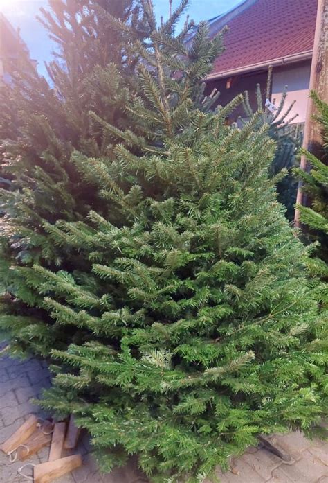 Vianočný stromček z jedle kaukazskej