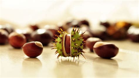 Gaštany dozrievajúce na strome