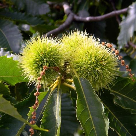 Porovnanie plodov jedlého a konského gaštanu