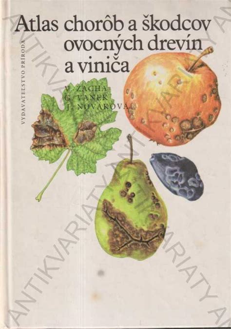 Ilustrácia škodcov napádajúcich cviklu