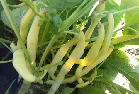 Ilustrácia kríčkovej a tyčovej fazule