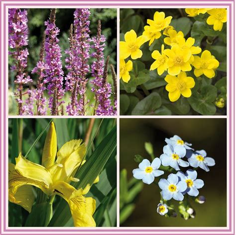 Obrázok rôznych karobových produktov