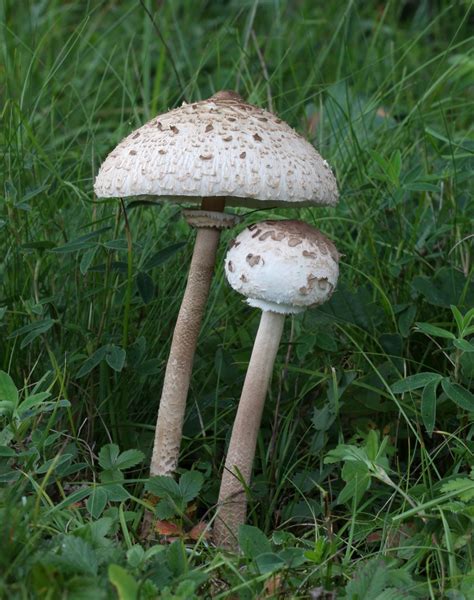 Porovnanie bedle a bedličky