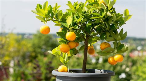 Citronovník v kvetináči