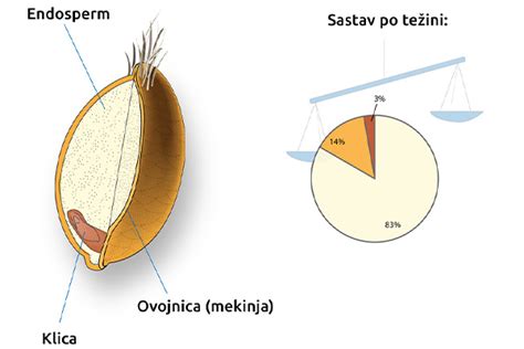 Štruktúra kakaového zrna a jeho zloženie