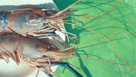 Rôzne druhy kreviet