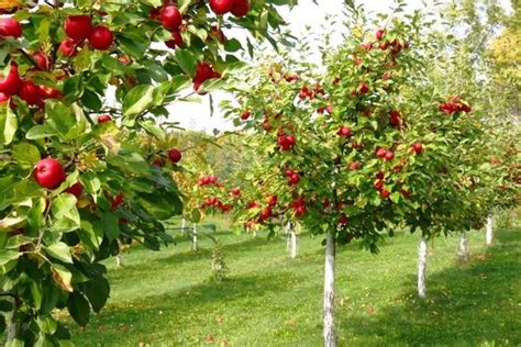 Ovocné stromy a kríky v záhrade