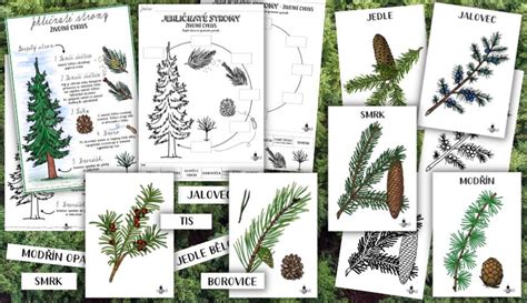 Ilustrácia ihličia smreku, borovice a jedle