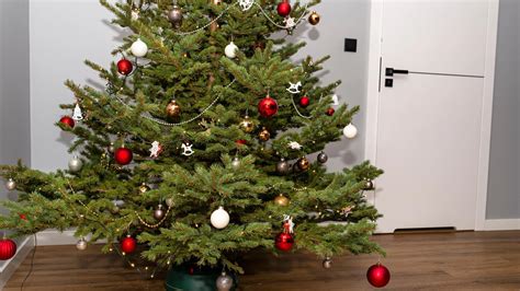 starostlivosť o vianočný stromček
