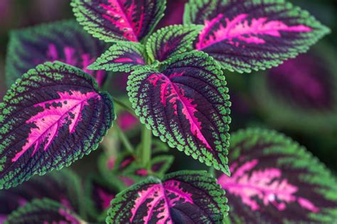 rastlina sypaná hnojivom zo škrupín