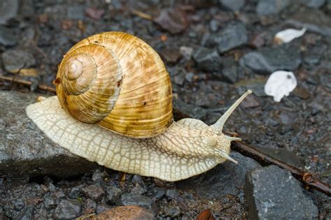 slimák odrádzaný škrupinami