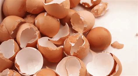 rozličné spôsoby využitia vaječných škrupín