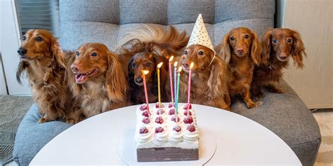 Ilustrácia rôznych bezpečných surovín pre psie torty