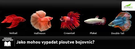 Mapa pôvodu bojovnice