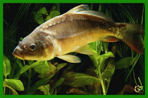 Rozdielne temperamenty Barana a Ryby