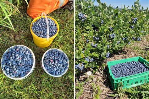 Foto čerstvých čučoriedok