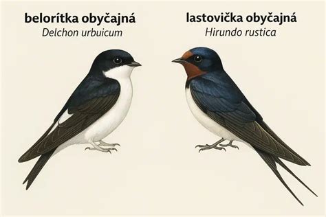 Obal čaju Lietajúca lastovička