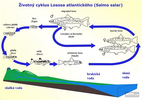 Životní cyklus lososa