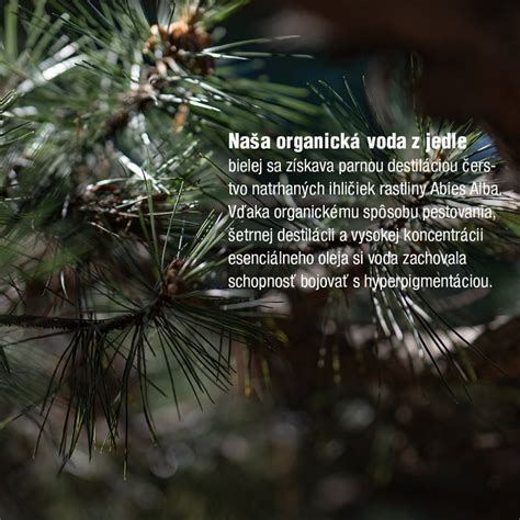 Detail ihlíc jedle bielej zhora a zospodu